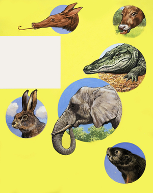 All Sorts of Muzzles and Snouts