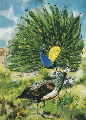 Proud as a peacock