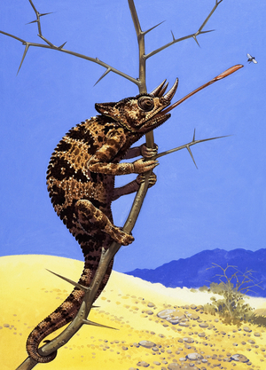 Jackson's Chameleon (Trioceros jacksonii)