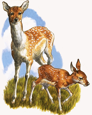 Deer and foal
