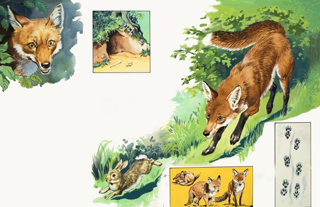 The Fox