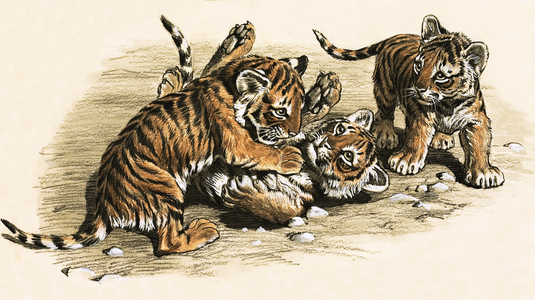 Tiger Cubs