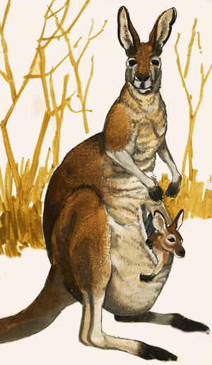 Kangaroo