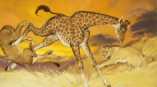 Giraffe kicking lion