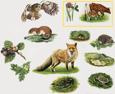 Assorted animals