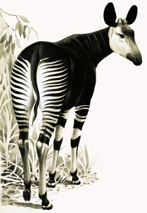 Okapi