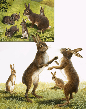 Nature's Kingdom: Meet the Mad March Hare