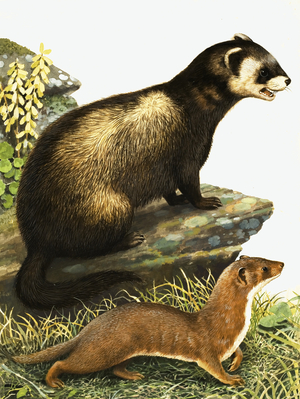 Polecat and stoat