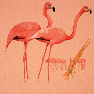 Flamingoes