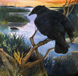 The Crow, illustration from 'The Black Shadow', by F. St Mars, 1966 (gouache on paper)