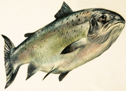 Female Salmon