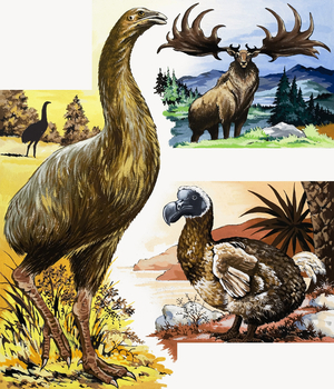Wild animals montage