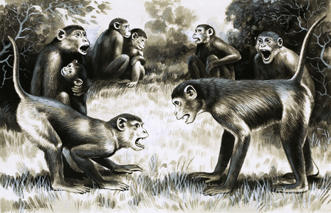 Tooth and Claw: Troops of monkeys