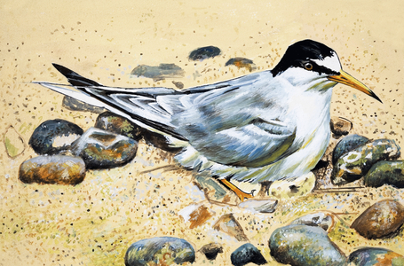 Seabird (Oyster catcher?)