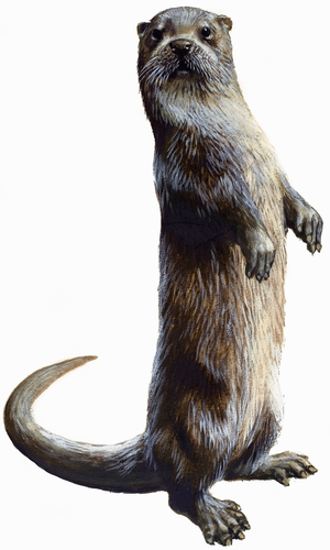Otter