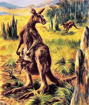 Kangaroo