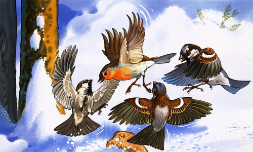 Robin fighting off other birds