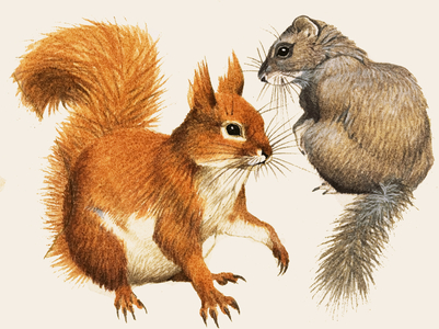 Red Squirrel and Dormouse