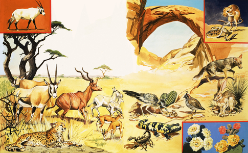 All Sorts of Desert Creatures