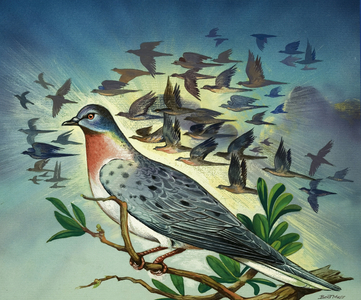 Passenger Pigeons