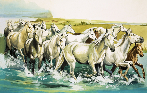 Wild Horses of the Camargue, 1971 (gouache on paper)
