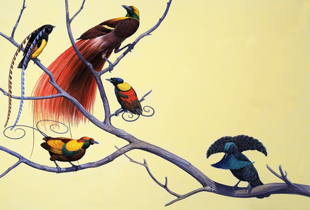 Birds of Paradise