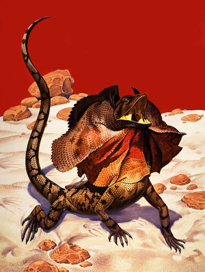 Frilled Lizard (gouache on paper)