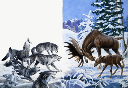 Nature's Kingdom: They Ate Their Way to Starvation