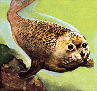 The Common Seal