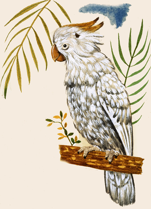 Parrot