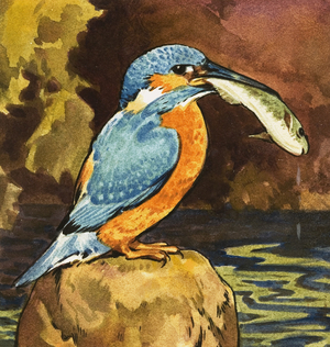 Kingfisher with fish