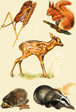 Countryside animals montage