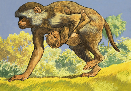 Monkey carrying a baby monkey