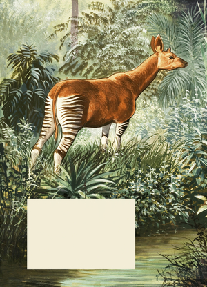 Okapi