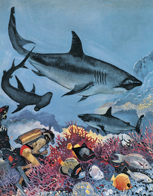 Sharks