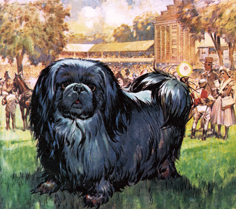 Black Knight. The Pekinese dog owned by artist Sir Alfred Munnings.