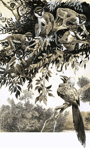 Hornbill and monkeys