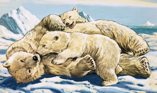 Polar Bear and Cubs (gouache on paper)