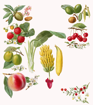Fruits