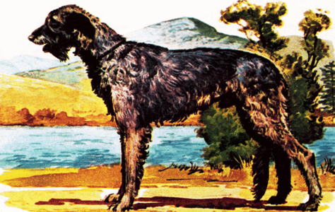 Irish wolf-hound