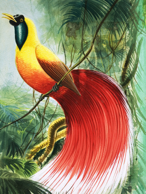 Wingless Wonder from Paradise, illustration from 'Wonders of Nature', 1965 (gouache on paper)