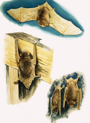 Bats