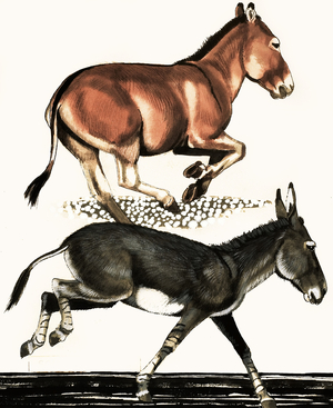 Onager and Somalian wild Ass