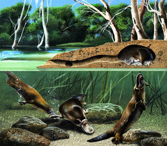 Platypus (gouache on paper)
