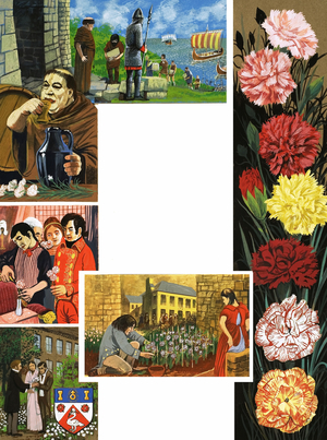 The Flowers That Bloom: Bright Carnations