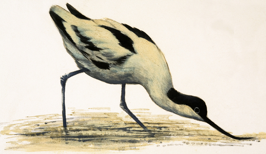 Avocet