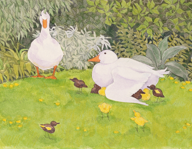 Ducks and Ducklings