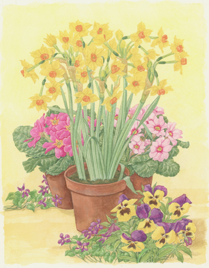 Pots of Spring Flowers, 2003 (w/c on paper)