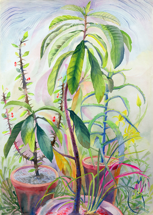 Avocado plant, 1965 (gouache)