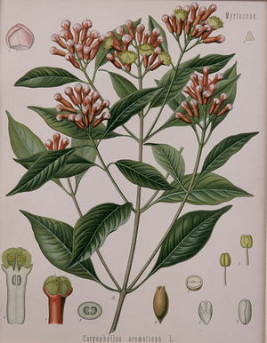 Caryophyllus Aromaticus (Cloves) (colour litho)